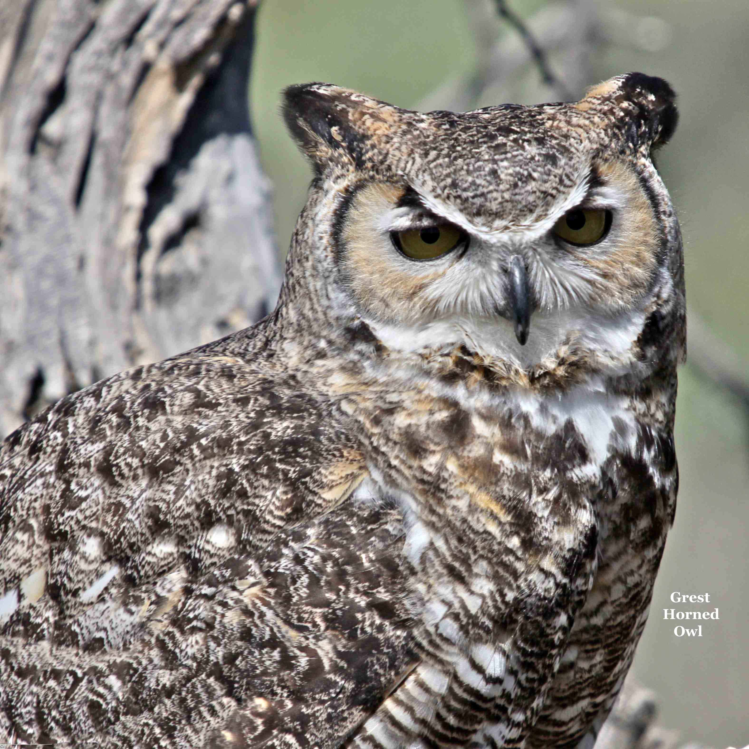 Great Horned Owl 7137.jpg